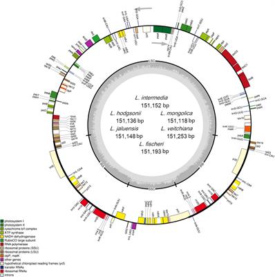 Identification of Ligularia Herbs Using the Complete Chloroplast Genome as a Super-Barcode